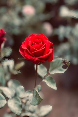 Radiant Red Rose 🌹