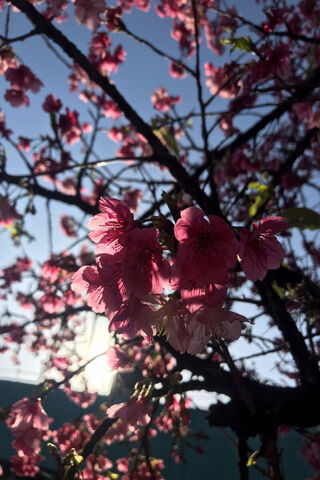 Blossoming Beauty 🌸✨
