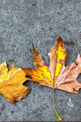 Autumn's Golden Touch 🍂✨