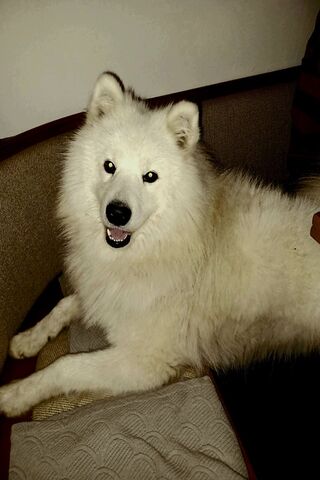 The Joyful Samojed: A F..