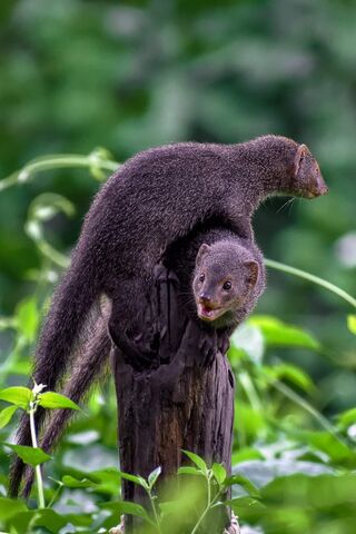 Curious Mongooses in Na..