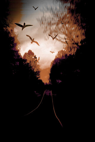 Twilight Flight 🌅🕊️