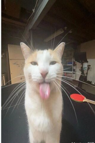 Silly Cat Moment 😸