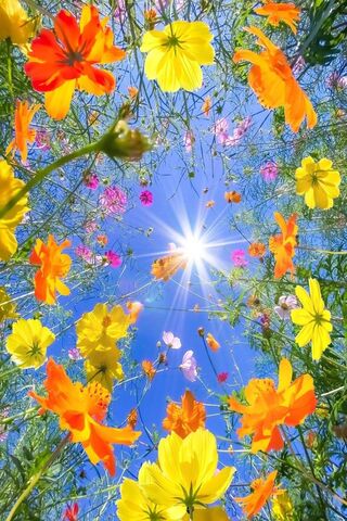 Blooming Sunshine 🌼☀️
