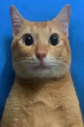 Surprised Kitty: The Fa..