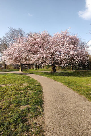 Blossoming Beauty 🌸