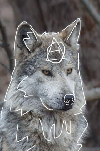 Artistic Wolf 🐺✨