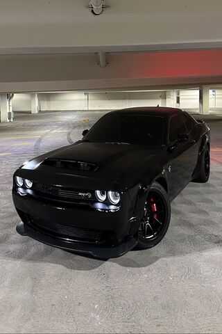 Sleek Black Beast 🐾