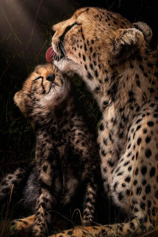 Cuddle Time in the Wild..
