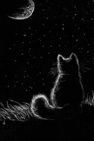 Whiskers Under the Stars 🌌🐾