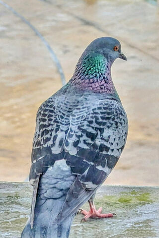 Majestic Pigeon in the Spotlight 🕊️✨
