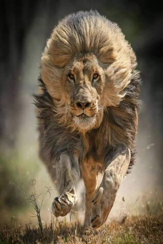 Majestic Lion on the Mo..
