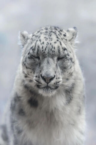 Majestic Snow Leopard �..