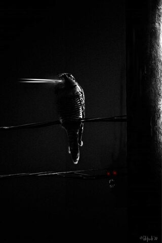 Mysterious Night Watche..