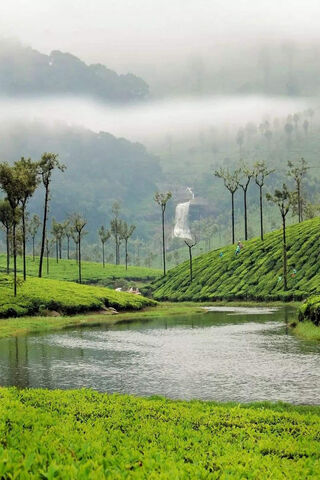 Serene Tea Garden Bliss 🌿💧