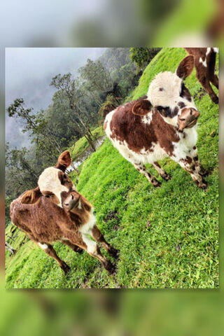Adorable Calves in a Green Pasture 🐄🌿