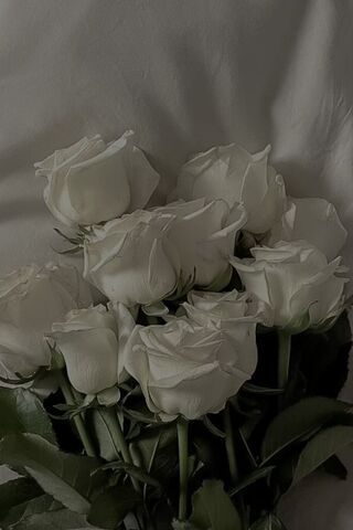 Elegant White Roses 🌹✨