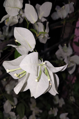Elegant White Bougainvi..