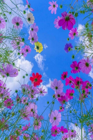 Blooming Sky 🌸🌤️