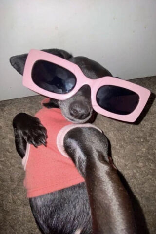 Stylish Pup in Shades �..