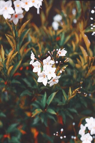 White Flower Evergreen