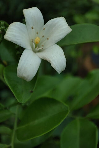 White Flowers
