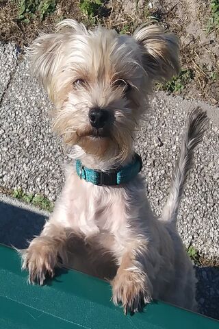 Yorkie