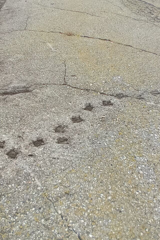 Mysterious Paw Prints o..