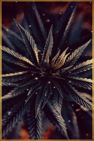 420Life 31