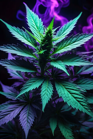 420 Life