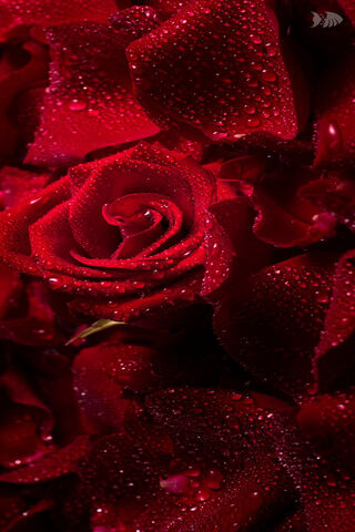 Dew-Kissed Red Roses 🌹✨