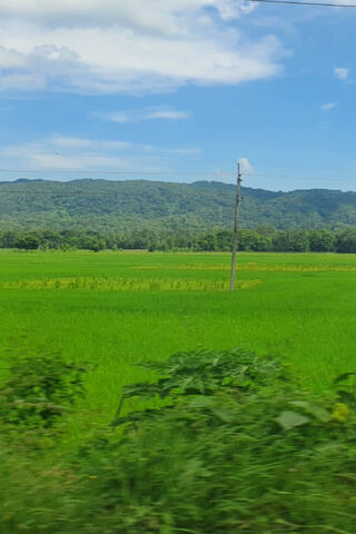 Lush Green Rice Fields 🌾🌞