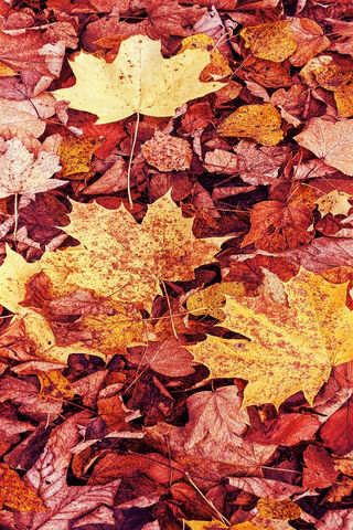 Autumn's Colorful Carpet 🍂🍁