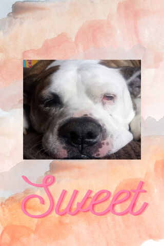 Sweet Dreams 🐶💤
