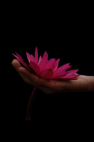 Amoled Lotus