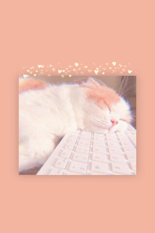 Dreamy Cat Nap 🐱💤