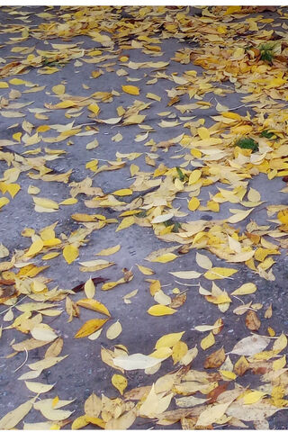Autumn