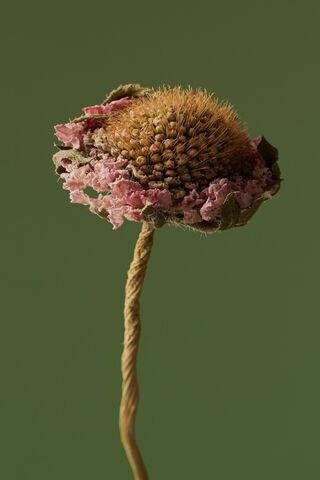 Nature's Artistry 🌼✨