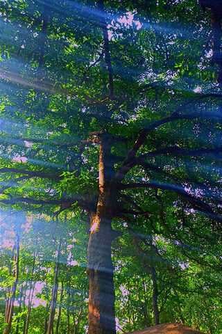 Sunlit Serenity 🌳✨