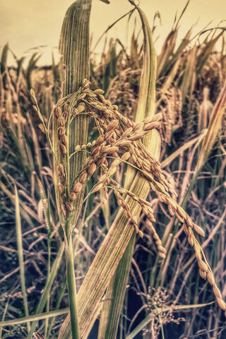 Golden Harvest 🌾✨