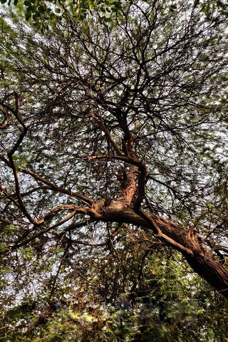 Whispers of Nature: The..