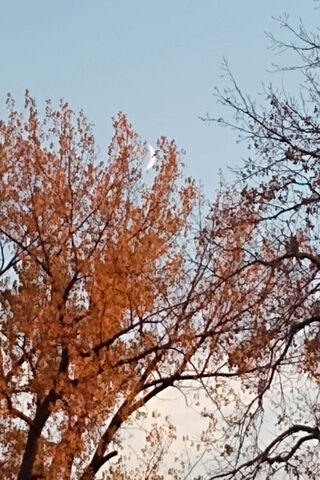 Autumn Leaves