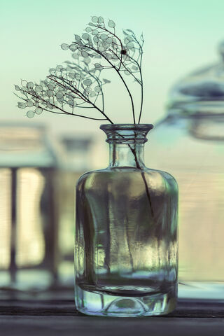 Delicate Beauty in a Bo..