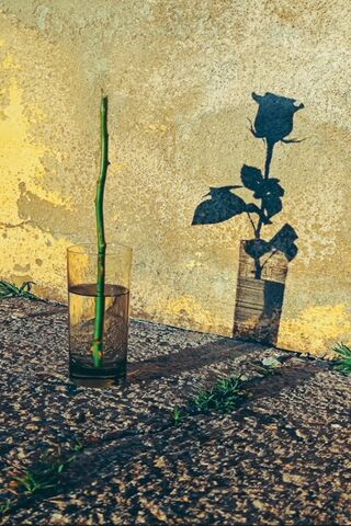 Nature's Reflection 🌹✨