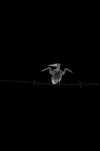 Silent Watcher on the Wire 🦅