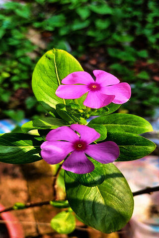Beautiful Flower