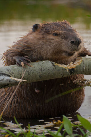 Busy Beaver 🦫🌿