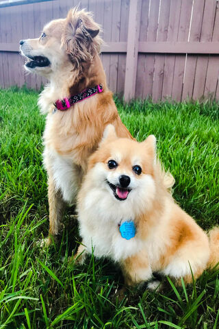 Best Friends Dogs