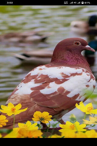 Beautiful Pigeon by the..