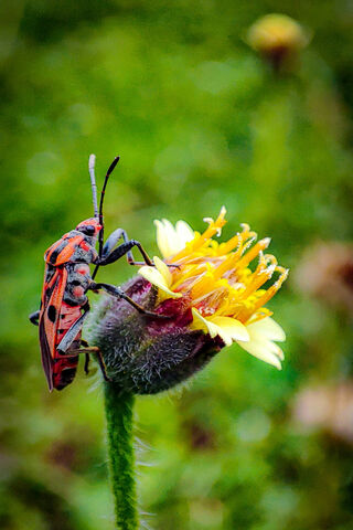 Nature's Tiny Marvel 🌼🐞